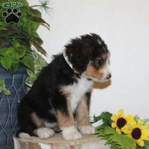 Skittles, Bernedoodle Puppy